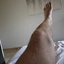 Sergiauz