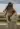 CoppiaReale85